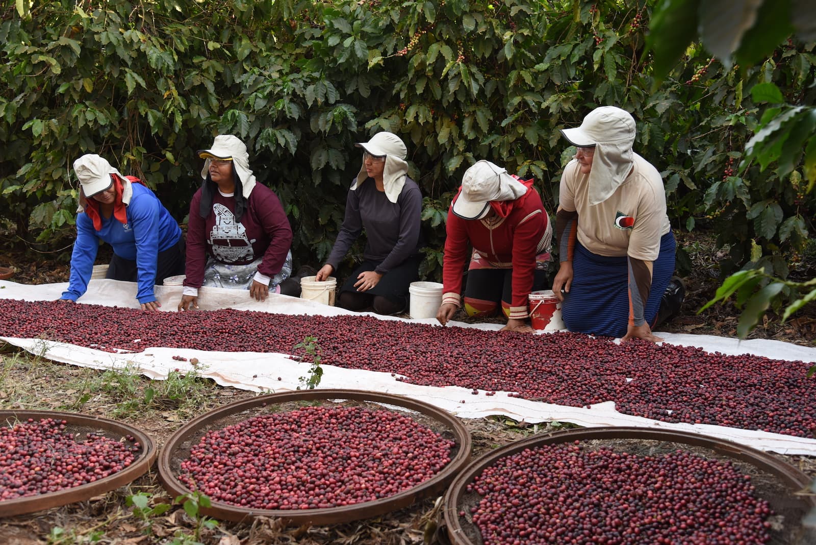 Kávy Strednej Ameriky a Mexika
